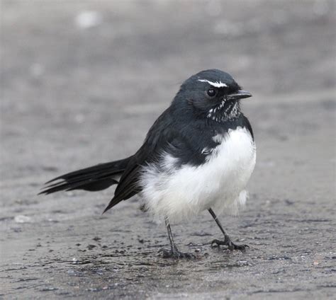 Willie Wagtail The Australian Museum