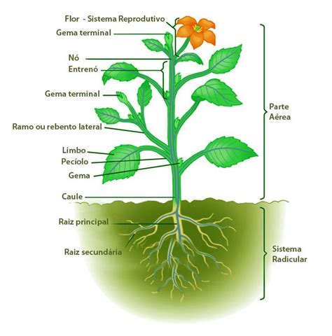 Anatomia Vegetal Plantar Portugal Plant Science Science Biology