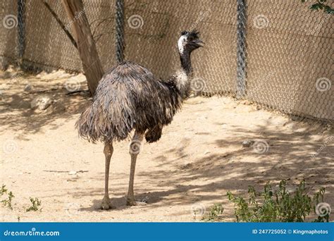 An Emu Dromaius Novaehollandiae The Australian Outback Bird Stock Photo