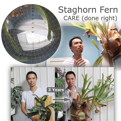 Houseplantjournal New Video Staghorn Fern Care Link In Profile