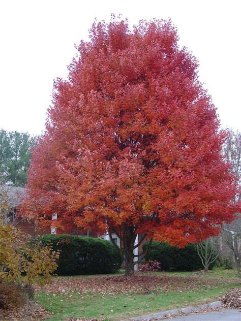 13 Native Trees For Fall Color What Grows There Hugh Conlon
