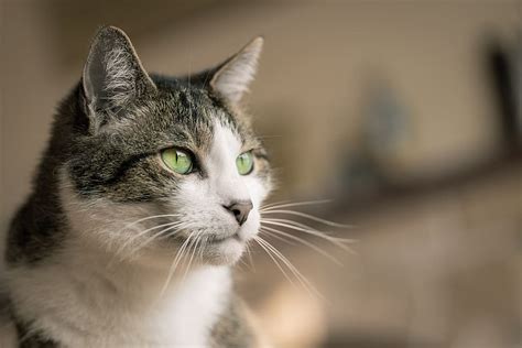 House Cat Eyes Animal Fur Whiskers Portrait Feline Furry Soft