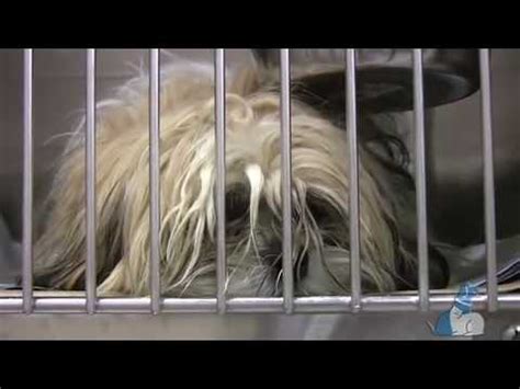 We believe every dog should have a second chance, and should be treated as a living creature with respect, dignity and compassion. Midwest Puppy Mill Rescue - YouTube