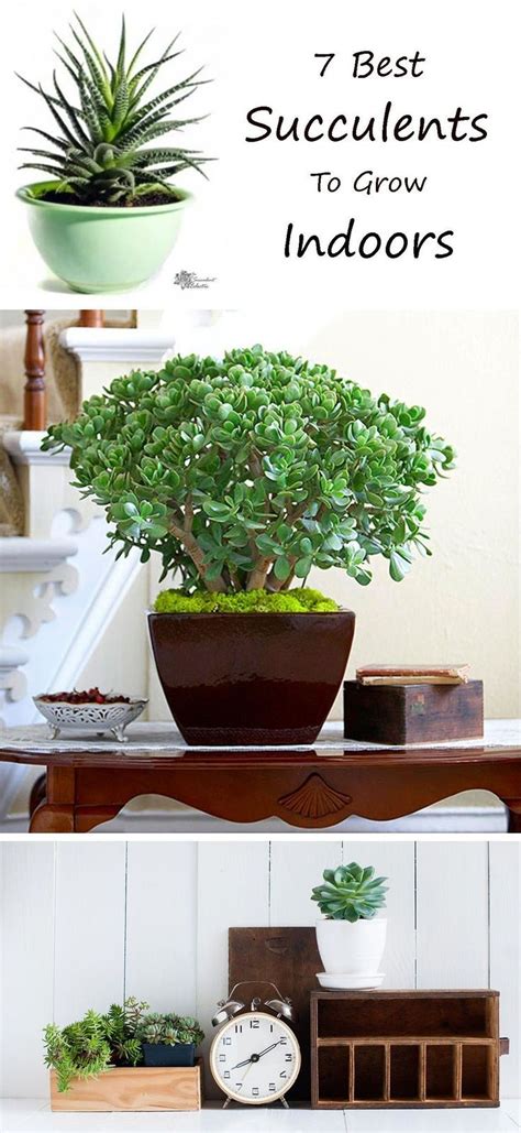 Learn About The 7 Best Succulents To Grow Indoors Pin Now And Read
