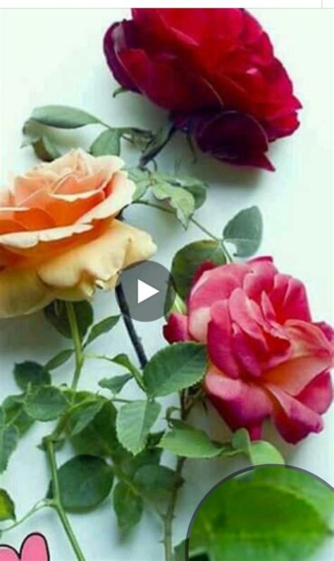 Most Beautiful Flower Profile Picture Draw Resources