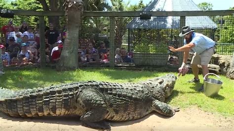 King Of Crocs At Alligator Adventure Youtube