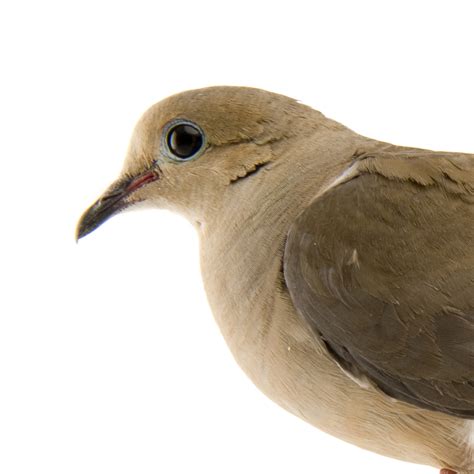 Doves Body Evolution