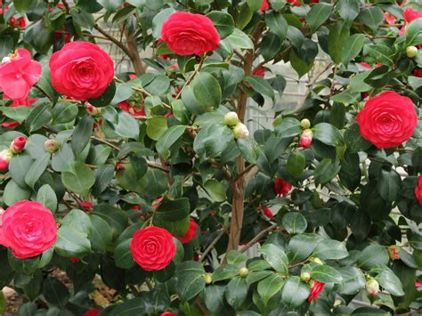 Camellia Japonica Glissando Garden Center
