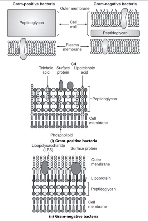 Bacterial Cell Wall Types Composition And Function Biology Ease