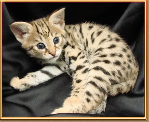 The savannah cats and bengal cats may be late arrivals on the domestic cat scene, but they both bring distinct personalities and unique genetic traits to the. Ashera Cat - Cats of the world