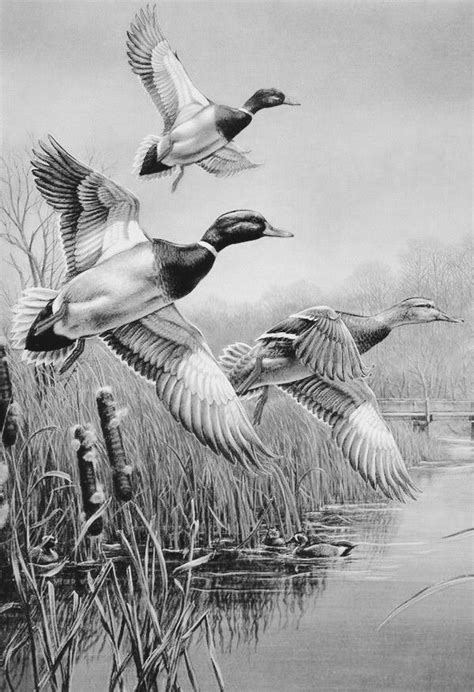 Get inspired by our community of talented artists. Eenden | Pencil drawings of animals, Black and white art drawing, Duck art
