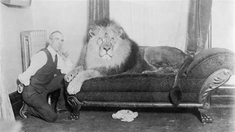 13 Vintage Photos Of Big Cats For International Cat Day