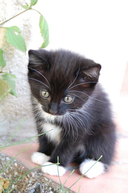 The Tuxedo Cat Cat Breeds Encyclopedia