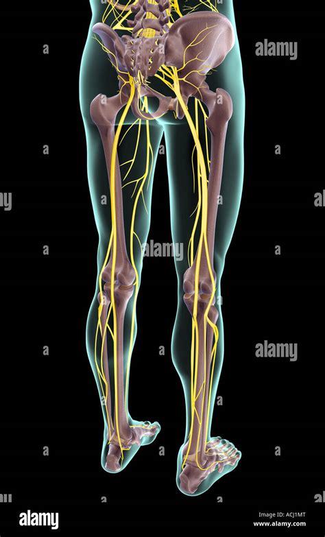 Lower Back Nerves Body Diagram Sciatica Is The Disruption Of The