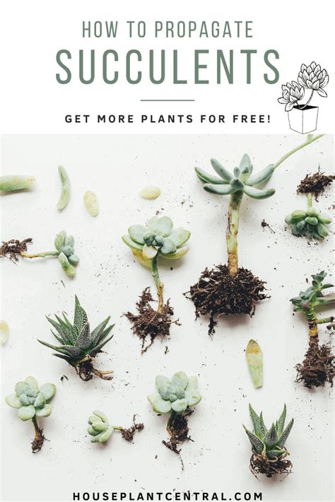 How To Propagate Succulents In 3 Easy Steps Houseplant Central