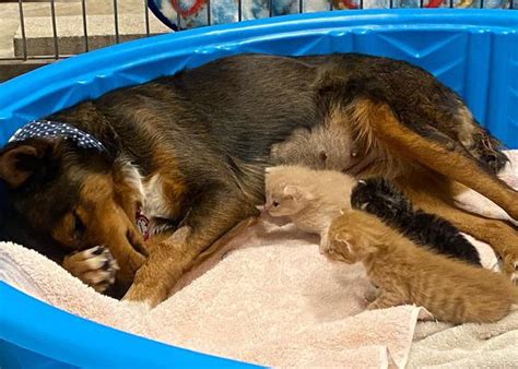 Una Perra Cuyos Cachorros Murieron Se Convierte En La Mejor Madre Para
