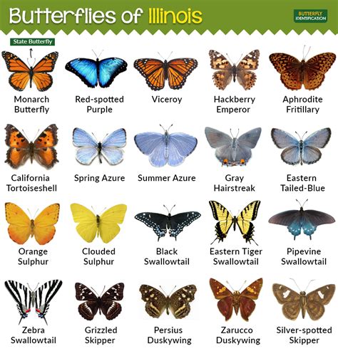 10 Types Of Butterflies