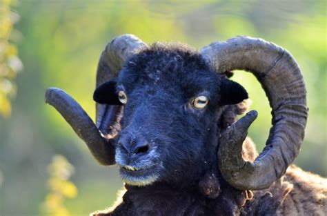 Black Sheep With Long Horns Free Image Download