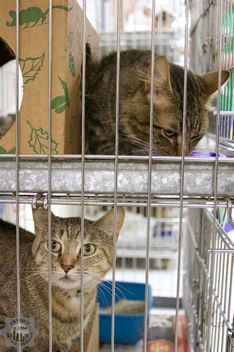 We are excited to announce the launch of virtual adoption services through our adoption center and robust network of area foster homes! 2014 Cat Adoption at the Animal Control and Pet Adoption ...