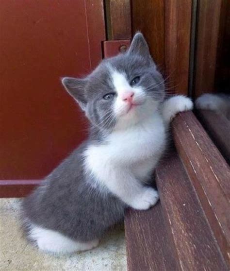 24 Awesome Pictures Of The Smiliest Cats Ever We Love Cats And Kittens