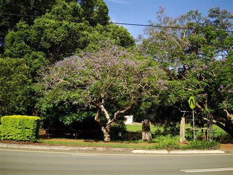 Asisbiz Trees Flowering Jacaranda Malaney 04