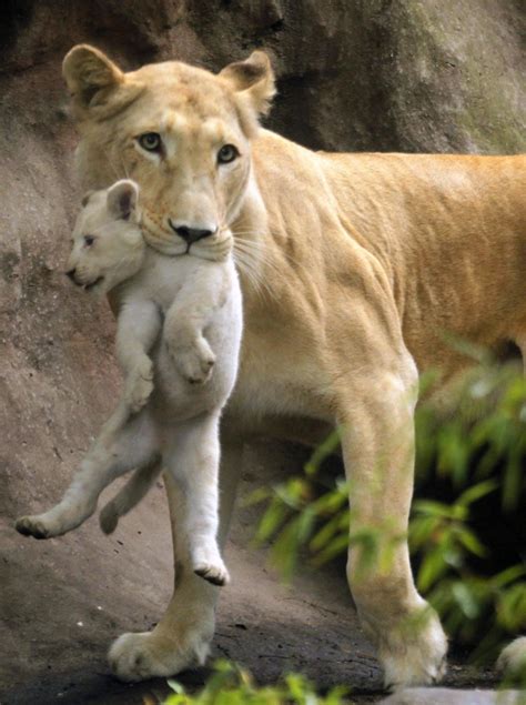 25 Mother And Baby Animals Love Picture Magment