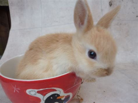 Petfinder has helped more than 25 million pets find their families through adoption. newborn bunnies for sale Gallery