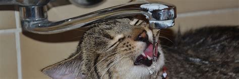 We've compared ten popular wet cat food brands to find the highest caloric content in each after a visit at the vet and a long week of feeding him a combo of dry and wet cat food, plus treats, our yoda was already on his way for more information on cat nutrition, visit our ultimate guide here. Best Kitten Food in 2020 | Wet, Canned & Dry | Reviews ...