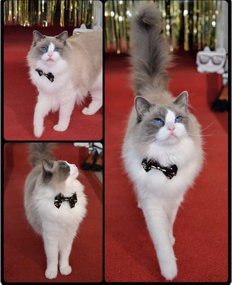 Fabulous Cat Catwalking Rsupermodelcats