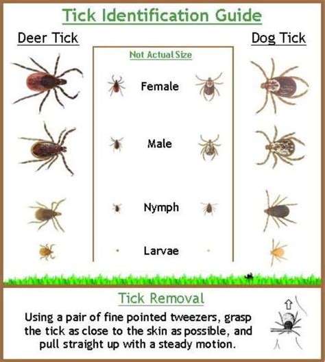 Tick Identification Guide Remember All Ticks Can Give You Lyme Be