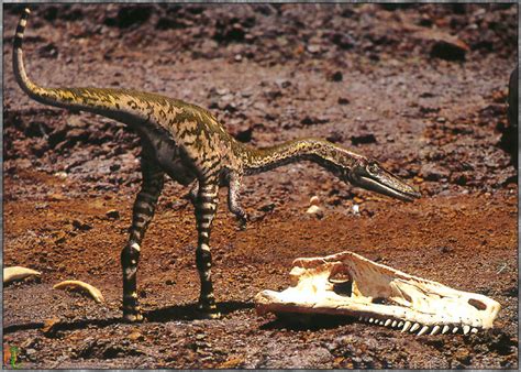 A dictionary of earth sciences dictionary. Tipos de Dinosaurios - Dinosaurios