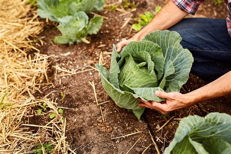 Maybe you would like to learn more about one of these? How to Grow Cabbage in Your Garden