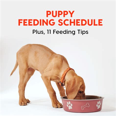 A Dog Eating Out Of A Bowl With The Words Puppy Feeding Schedule Plus