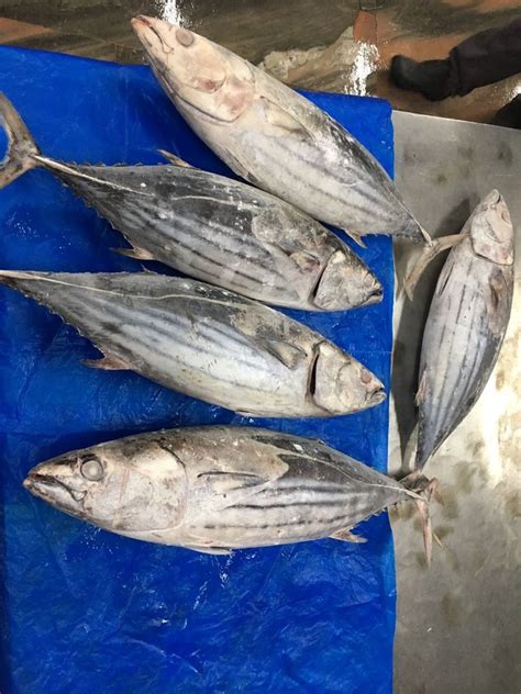 Frozen Skipjack Tuna Whole At Rs 65kg Tuna Fish In Kochi Id