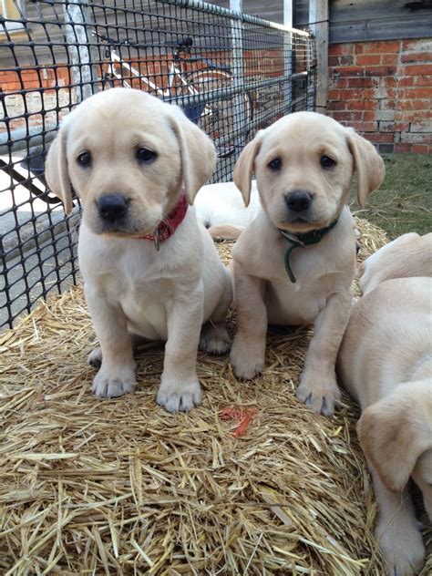 All of our labrador retriever puppies come with their first set of shots, complete physical by a licensed veterinarian and have been dewormed. Yellow Labrador Puppies For Sale | Sherborne, Dorset ...