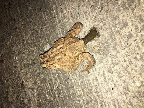 How Often Do Toads Poop Clever Pet Owners