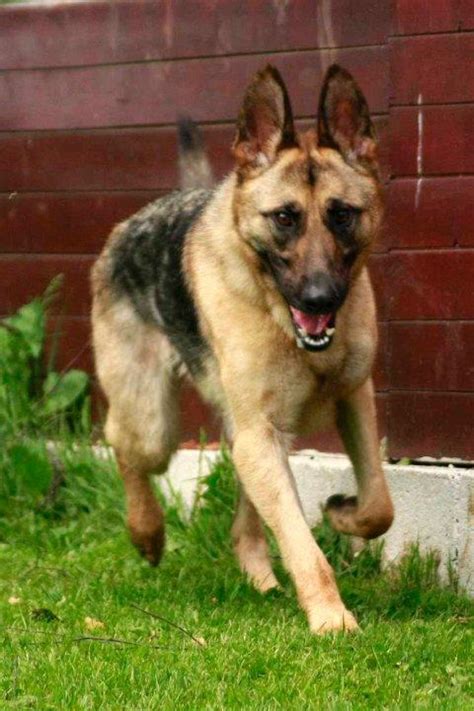 Anya 1 Year Old Female German Shepherd Dog Available For Adoption
