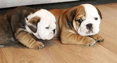 A+ rating with the bbb. English Bulldog Puppies For Sale | Worcester, MA #261259