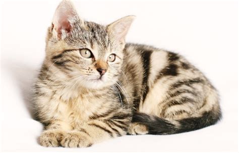 Wann Katze kastrieren bzw. sterilisieren - Unser Ratgeber ...