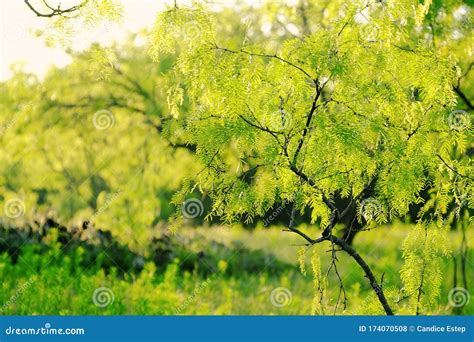 Texas Mesquite Trees Green Spring Stock Photo Image Of Season