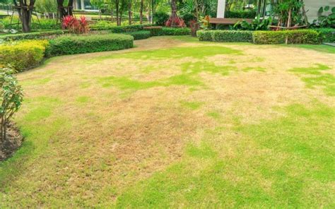 Your Guide To Identifying And Fixing Every Lawn Issue