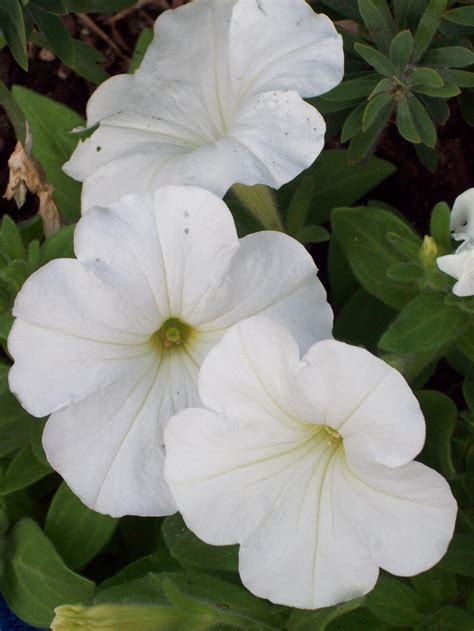 White Petunia Flowers Free Stock Photo Public Domain Pictures