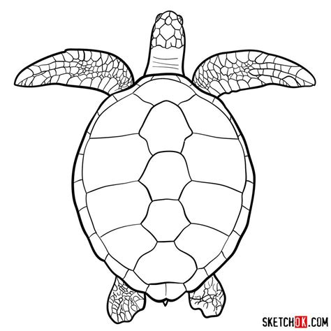 How To Draw A Sea Turtle View From The Top Turtle Drawing Turtle