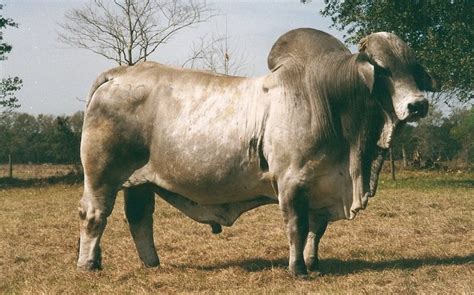 Some infusion of local british breed (bos taurus) cattle also occurred during its development. Brahman Herd Sires - TA Brahmans - Proven Tender Cattle