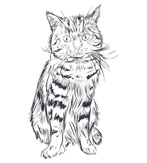Boceto De Gato Aislado En Fondo Blanco Tomcat Sentado Y Mirando