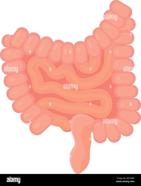 Human Intestines On White Background Stock Vector Image And Art Alamy