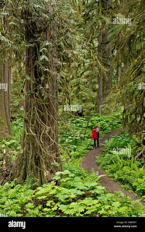 WA WASHINGTON Hiker In The Temperate Rain Forest Along The