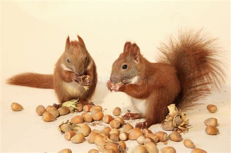 Eating Squirrels Stock Image Image Of Playing Eating 44754577