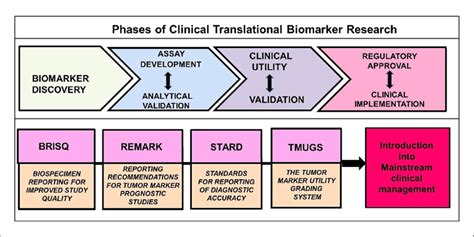 Phases Of Clinical Translational Biomarker Research The Initial