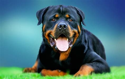 Rottweilers Wallpapers Wallpaper Cave